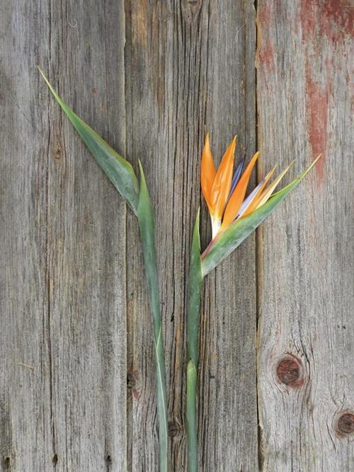 ASSORTED BIRDS OF PARADISE